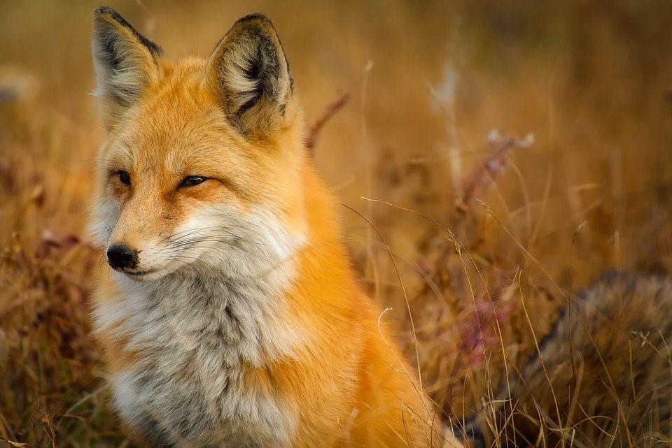 Fox-wildanimal